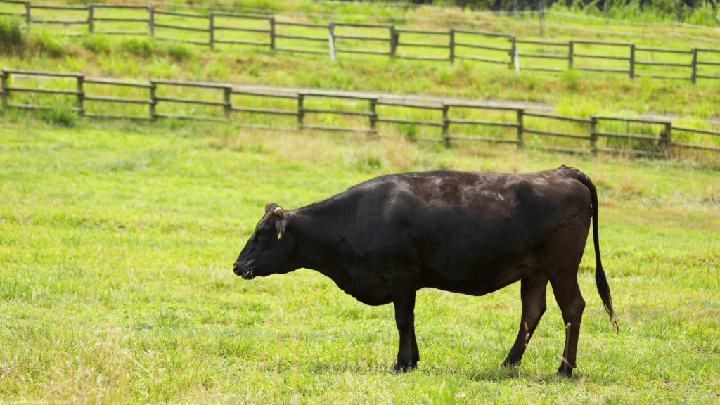 Portada Cecina de Wagyu Nacional - Discarpe