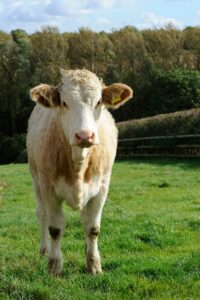 Vaca - Carne de vacuno - Discarpe