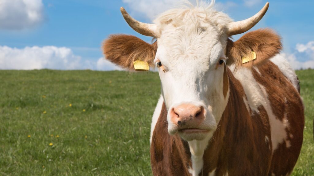 Portada del artículo sobre la vaca Simmental - Discarpe